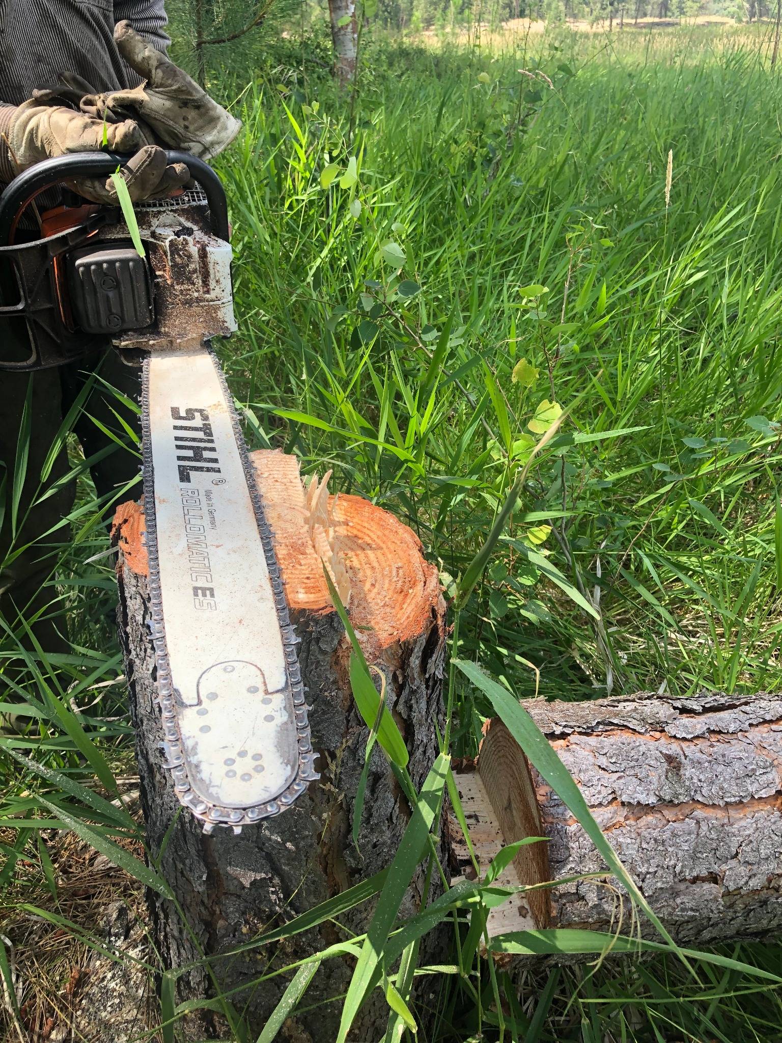 Tree felling cuts